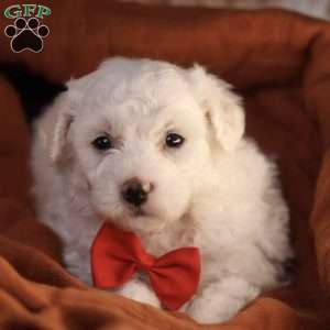 Bobby, Bichon Frise Puppy